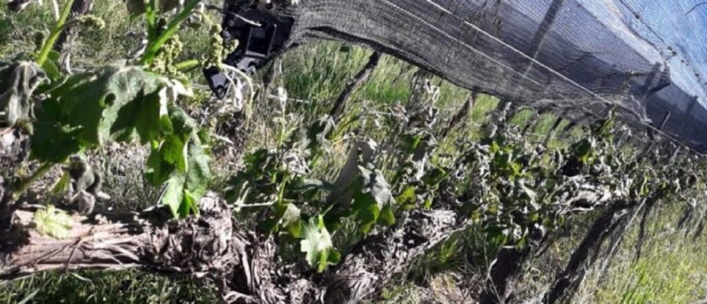 Por heladas granizo y viento Zonda Mendoza está en Emergencia y